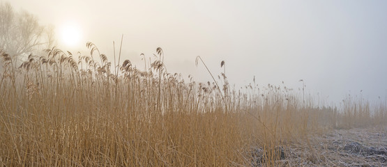 Shore of a foggy lake at dawn in winter