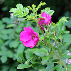 fleur mauve d'églantier