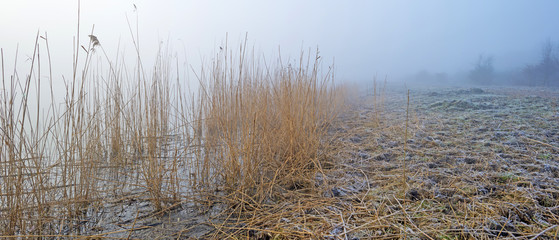 Shore of a foggy lake at dawn in winter