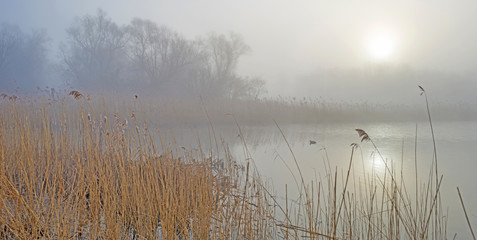 Shore of a foggy lake at dawn in winter
