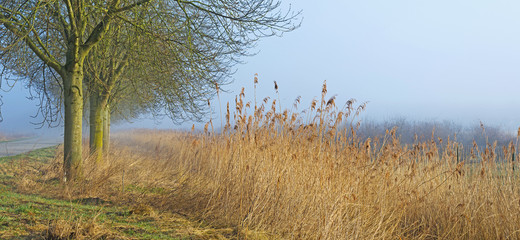 Fototapeta premium Foggy trees in winter