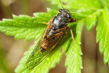 The Cicadetta montana or New Forest Cicada on green leaf, dorsal view.