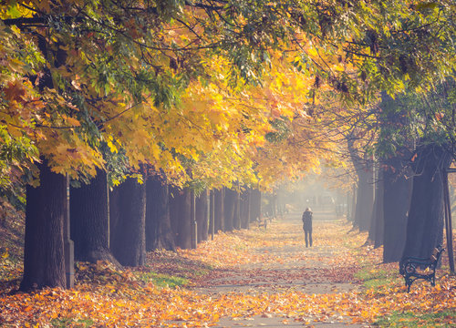 Colorful tree alley in the autumn park with a single person on a sunny day in Krakow, Poland,