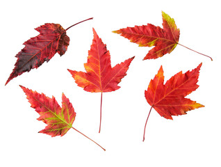 Red autumn ginnala maple leaves on a white background