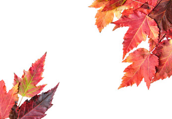 Arrangement of red autumn ginnala maple leaves  on a white background