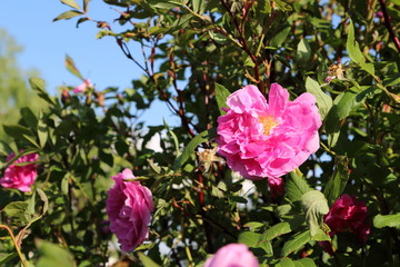 alte historische Rose 