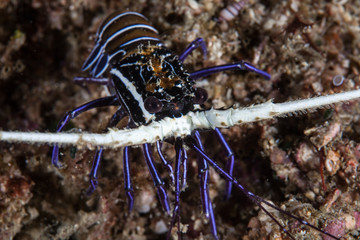 Juvenile Painted Lobster