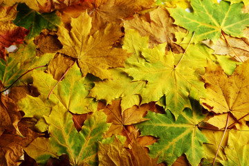 Autumn leaves background, close up