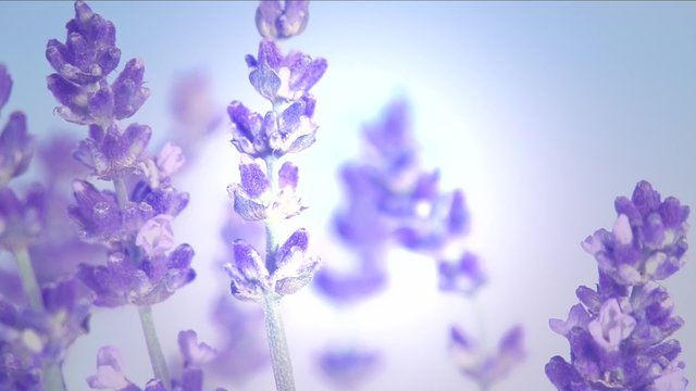 Lavender against the sky. Slow motion 240 fps.