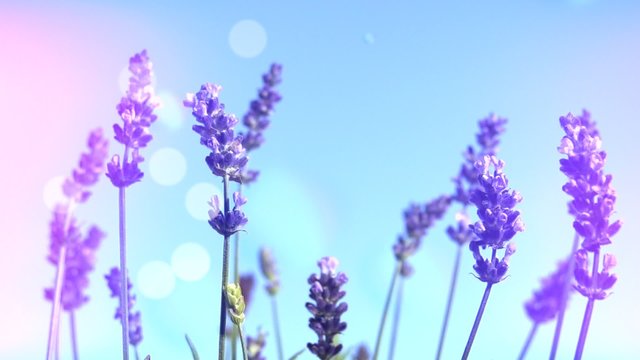 Lavender against the sky. 