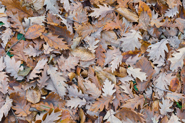 autumn leaves of the red oak tree as a background