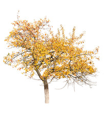 Fototapeta premium autumn apple