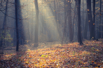 Fototapeta premium Sunbeams pour into the autumn forest