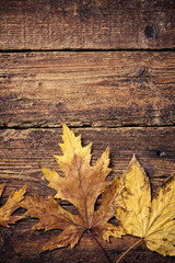 Autumn Background