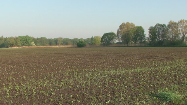Spring, plowed field, it is the young shoots of plants
