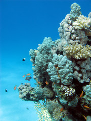 Naklejka na ściany i meble coral reef with hard corals in tropical sea , underwater