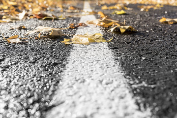 Autumn leaves road