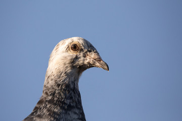 portrait of domestic pigeons