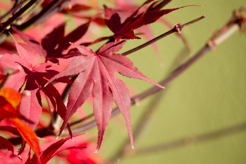 natural red maple leaf background