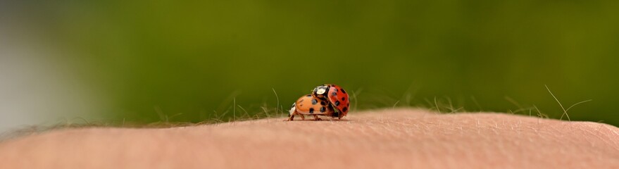 Two ladybird 