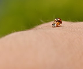 Two ladybird 