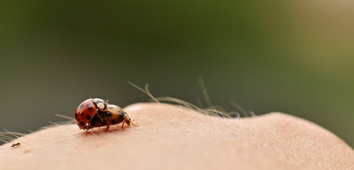 Two ladybird 