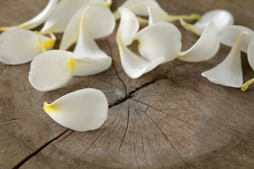 Fototapeta na wymiar Plumeria flower on old wood floor.