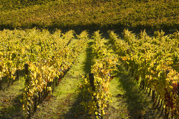 paesaggio toscano