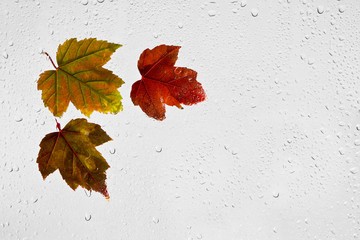 Kolorowe jesienne liście klonu i krople deszczu na oknie.
Kolorowe podświetlone mokre jesienne liście przyklejone kroplami wody do okna na szarym tle. - obrazy, fototapety, plakaty