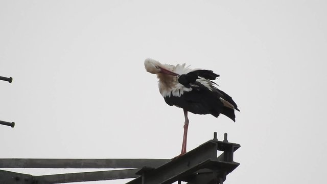Wei&szlig;st&ouml;rche, Ciconia ciconia, White stork, auf Strommast