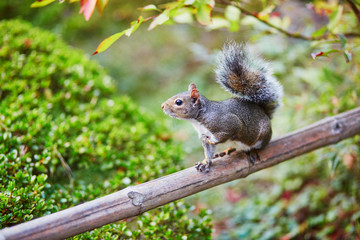 Squirrel in Japanese garden in San Francisco, California, USA