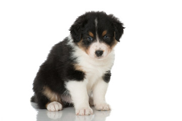 Australian Shepherd Welpe