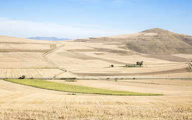 landscape with wheat fields and sunflowers on a summer day and a blue sky