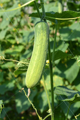 Plant of cucumber in countryside Thailand.