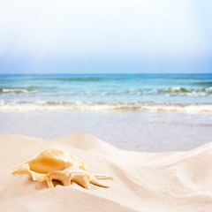 Plakaty  Seashell and sand on sea background