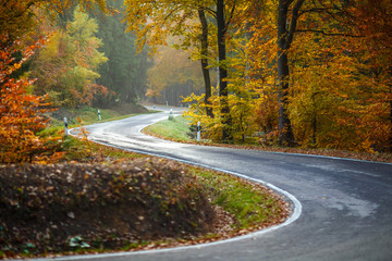 Fototapeta premium Autumn Forest