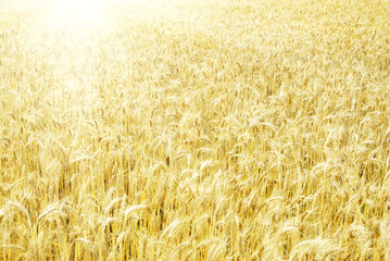 fields of wheat