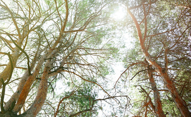 Beautiful green trees outdoors