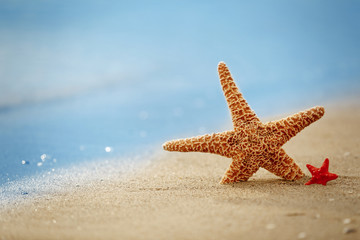 Fototapeta na wymiar Starfish on seascape background