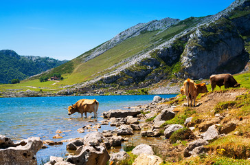  mountains landscape with lake and cows