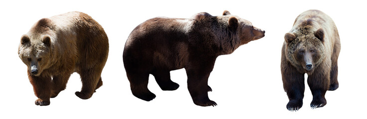 Set of  brown bears