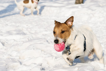 Active dog rushing through snow. Jack Russell Terrier pet retrieving a ball