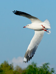 Seagull Flying,Seagull, Gull, Flight, Fly,Seagull Landing, Bird
