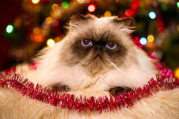 Cute persian cat lying in front of a Christmas tree with bokeh