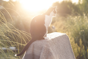 Common cat looking at the green grass in a bright sunshine at sunset
