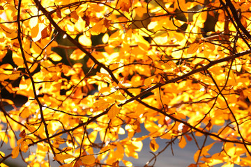 Autumn Yellow Leaves. Fall Background