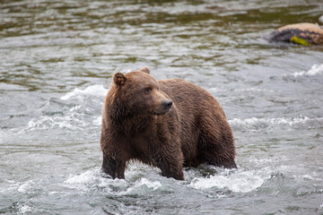 Brown bear (Ursus arctos horribilis) in the water at Brooks Falls in Katmai National Park, Alaska