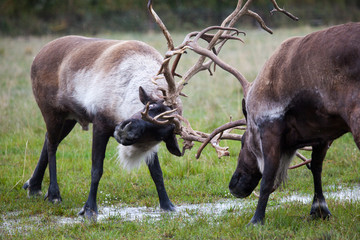 Caribou fighting in Alaska