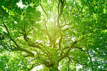 新緑,木,エコロジー