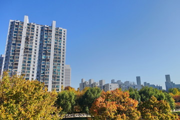 Obraz premium Autumn with skyscrapers and colorful tree